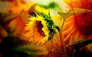 Plants, Sunflowers HD wallpaper