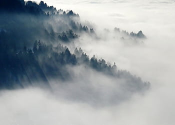 A captivating foggy mountain scene with tall trees emerging through dense mist. Atmospheric and serene. HD wallpaper