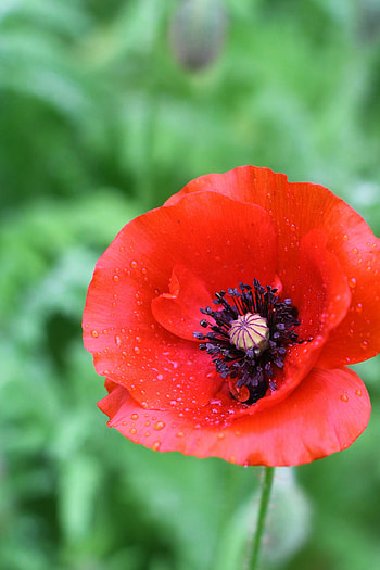Raindrops, Poppy Flowers HD phone wallpaper