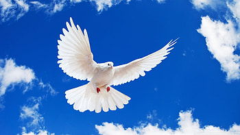 Dove HD wallpaper