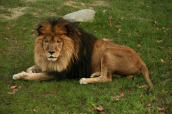 Animals, Grass, To Lie Down, Lie, Lion, Predator, Big Cat, Mane HD wallpaper