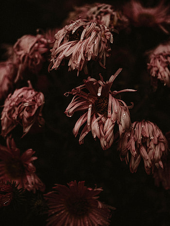 Flowers, Pink, Wet, Asters HD phone wallpaper