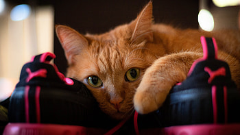 Cat, animal, eyes, look HD wallpaper