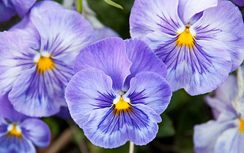 Flower, Plant, Macro, Petals HD wallpaper
