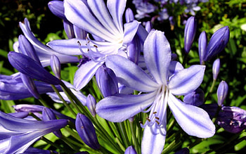 Plants, Flowers HD wallpaper