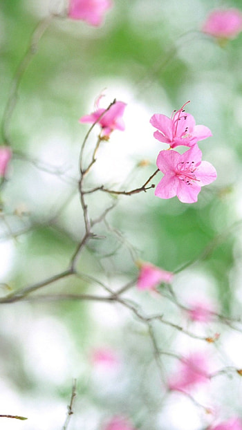 Springs Flowers, Beautiful HD phone wallpaper