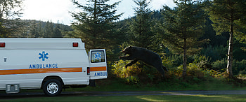 Dynamic Cocaine Bear, movie, Cocaine Bear HD wallpaper
