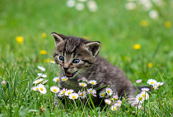 Funny, Animals, Flowers, Kitty, Kitten, Stroll, Sweetheart, Nice, Surprise, Astonishment HD wallpaper
