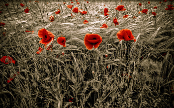 Plants, Flowers, Poppies HD wallpaper