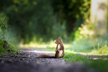 Squirrels Grass , squirreles, animals HD wallpaper