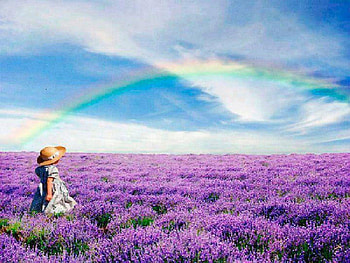 Rainbow Over Lavender Fields, little girl, rainbow, painting, lavender, fields, nature HD wallpaper