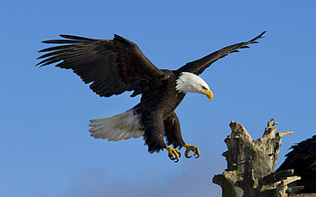 Stunning eagle , High-definition beauty, Majestic bird, Captivating nature HD wallpaper