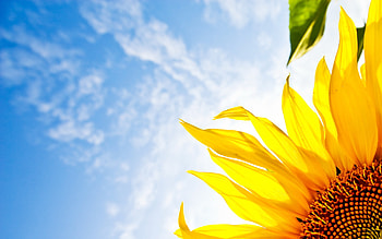 Plants, Sunflowers HD wallpaper