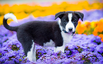 Dog, animal, puppy, goodboy, woof HD wallpaper
