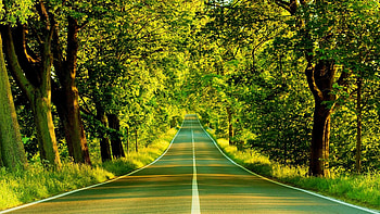 Explore For , Tree , and more! HD wallpaper