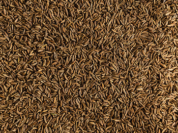 Caraway seed, Red Goose Spice, Quality seasoning, Rich aroma HD wallpaper