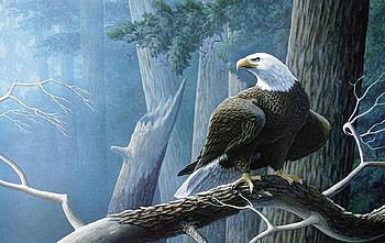 Eagle in the Forest, trees, forest, eagle, bird HD wallpaper