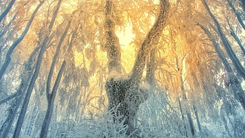 mythical forest in winter, winter, sun, forest, ice HD wallpaper