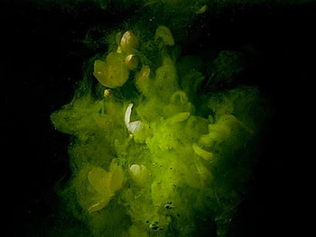 Bursting-Flowers, bursting, cool, flowers HD wallpaper