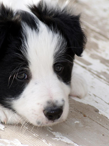 Puppy , Collie cuteness, Mobile background, Retina display HD phone wallpaper