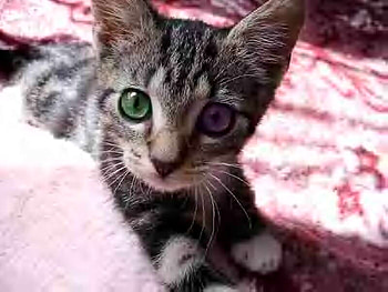 HAPPY GO LUCKY, happy, peaceful, kitty, go HD wallpaper