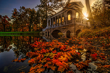 Fall, nature, flower, sunset HD wallpaper