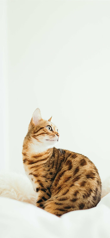 Best bengal cats , Exquisite , High-definition , Perfect for cat enthusiasts HD phone wallpaper