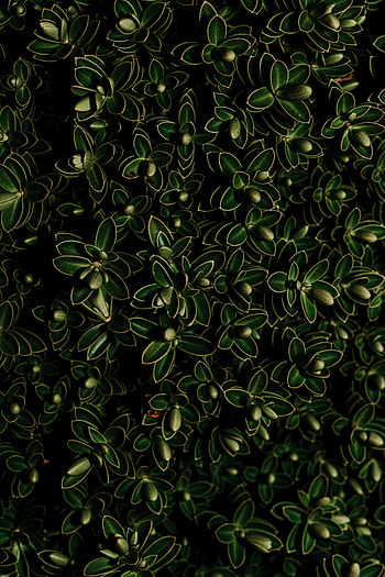 Plants, Leaves, Macro, Dark, Close-Up HD phone wallpaper