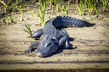 Fatal collision, Roadway tragedy, Alligator encounter, Police report HD wallpaper