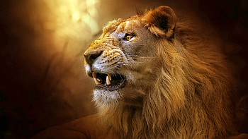 Roaring lion , quality, Power and strength, Majestic presence HD wallpaper