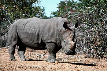 Animals, Grass, Shadow, Mud, Dirt, Rhinoceros HD wallpaper