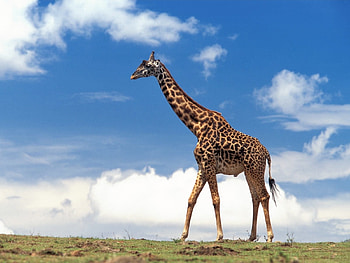 Animals, Giraffes HD wallpaper