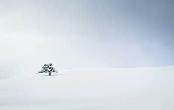 Winter, Snow, Wood, Tree, Minimalism HD wallpaper
