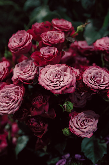 Flowers, Roses, Pink, Blur, Smooth, Close-Up, Buds HD phone wallpaper
