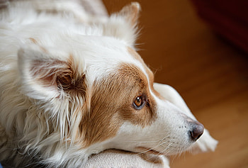 Border Collie, animal, dog, white, red, cute, nice HD wallpaper