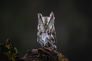 Animal, owl HD wallpaper