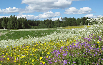 Nature, Flowers, Summer, Forest, Glade, Polyana, Ate, Buttercups, Yarrow, Milfoil HD wallpaper