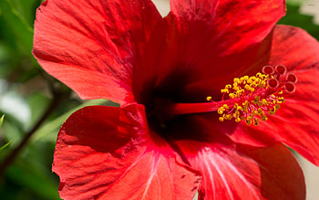 Close-up, Hibiscus HD wallpaper