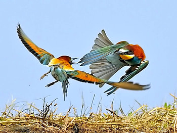 Birds Fight, cool, fight, birds HD wallpaper