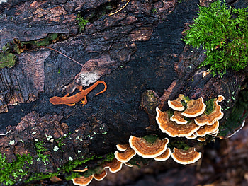 earthen lizard, grass, earth, lizard, mushroom HD wallpaper
