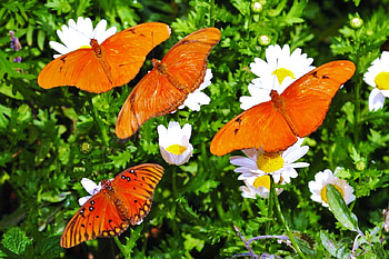 Orange beauties, butterflies, four, garden, flowers, orange, daisies HD wallpaper