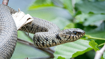 Animals, Eyes, Reptile, Snake, Head HD wallpaper