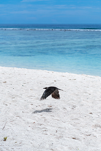 Animals, Beach, Sand, Bird, Flight, Wings HD phone wallpaper