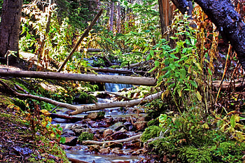 Babbling Stream off the Trail, Brooks, Nature, Streams, Forests HD wallpaper