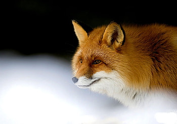 TARGETING, brown, white, fox HD wallpaper