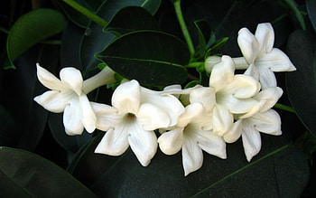 Jasmine, white, nature, flowers, tree HD wallpaper