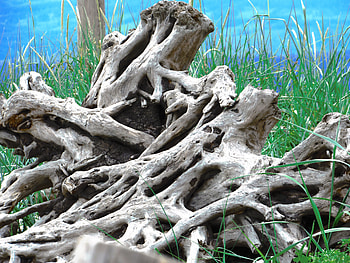 Nature, Wood, Tree, Branches, Branch, Old, Roots HD wallpaper