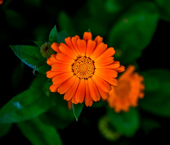 Flower, bloom, Marigold, blur HD wallpaper