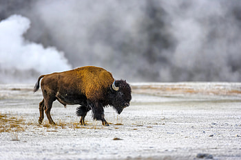 Bison's return, Ecosystem revival, Impacts of buffalo's homecoming, Nature's interconnectedness HD wallpaper