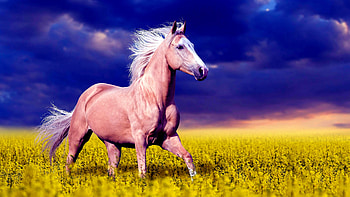 Horse, animal, beautiful, field HD wallpaper